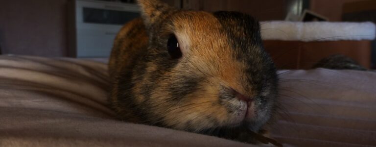 Animaux